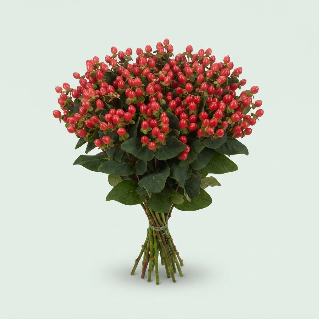 Hypericum - Hypericum inodorum - Go Top