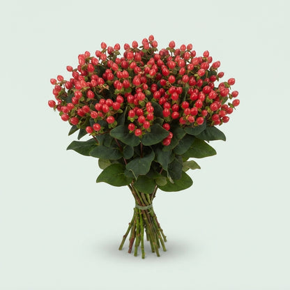 Hypericum - Hypericum inodorum - Go Top