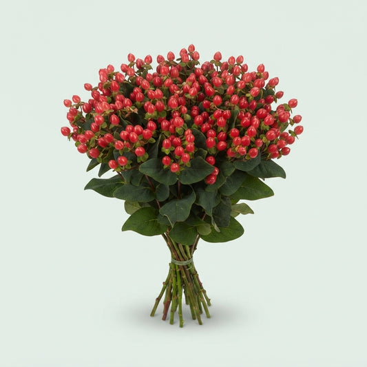 Hypericum - Hypericum inodorum - Go Top