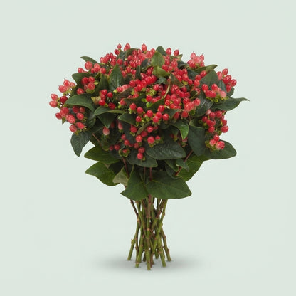 Hypericum Magical Impression Spray