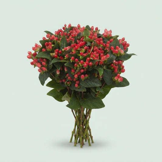 Hypericum Magical Impression Spray