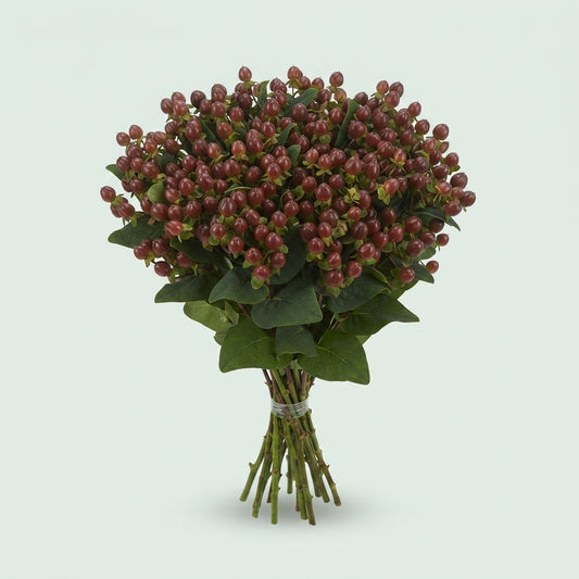 Hypericum Kolmsea