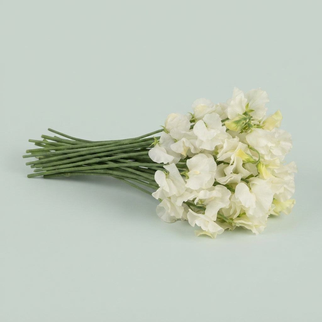 Sweet Pea - Lathyrus - Winter Sunshine White