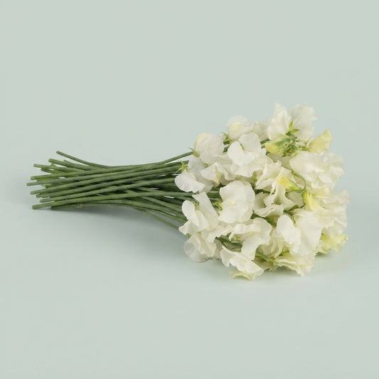 Sweet Pea - Lathyrus - Winter Sunshine White