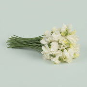 FeedSync:wholesale:2154ffdc04a6092dcc9f0cf58e95aa61191fe223