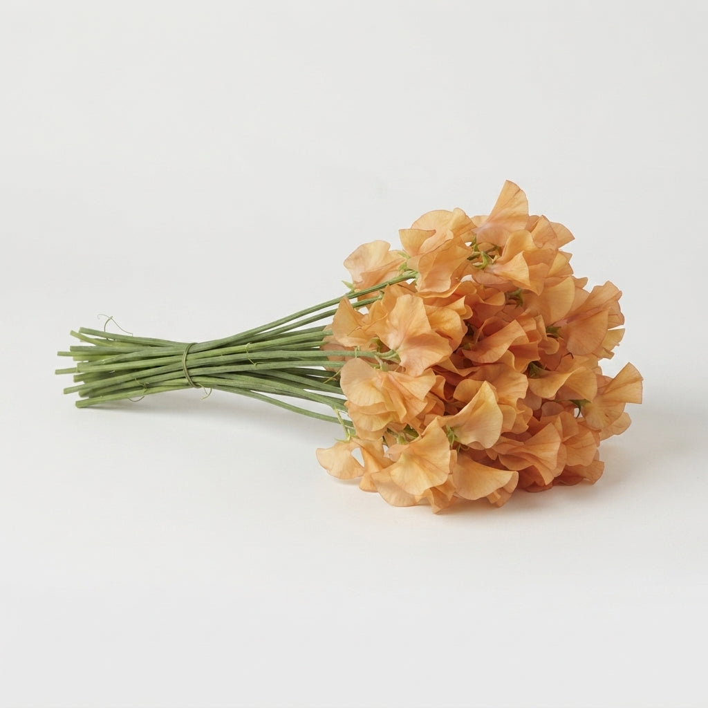Sweet Pea - Lathyrus - Pompoen Magic