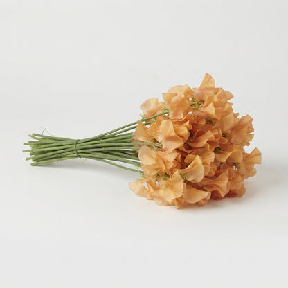 Sweet Pea - Lathyrus - Pompoen Magic