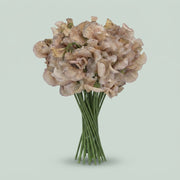 Sweet Pea - Lathyrus - Lathyrus