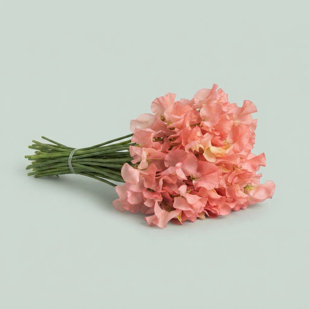 Sweet Pea - Lathyrus - Parfum Salmon