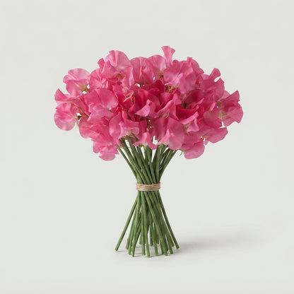 Sweet Pea - Lathyrus - Winter Sunshine Rose