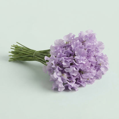 Sweet Pea - Lathyrus - Winter Sunshine Lavender