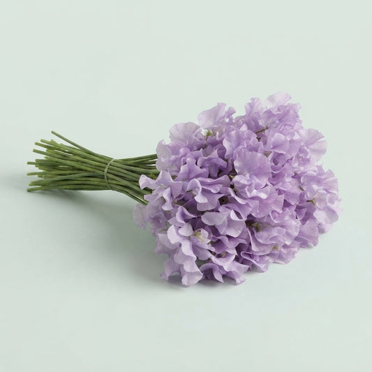 Sweet Pea - Lathyrus - Winter Sunshine Lavender
