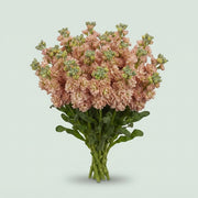 Stock - Matthiola incana - Impala Apricot