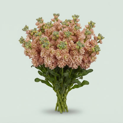 Stock - Matthiola incana - Impala Apricot