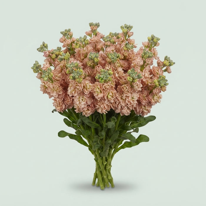 Stock - Matthiola incana - Impala Apricot
