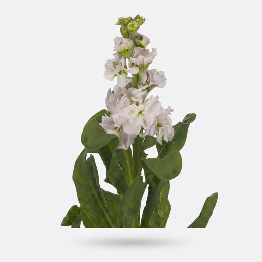 Stock - Matthiola incana - StoX Silver