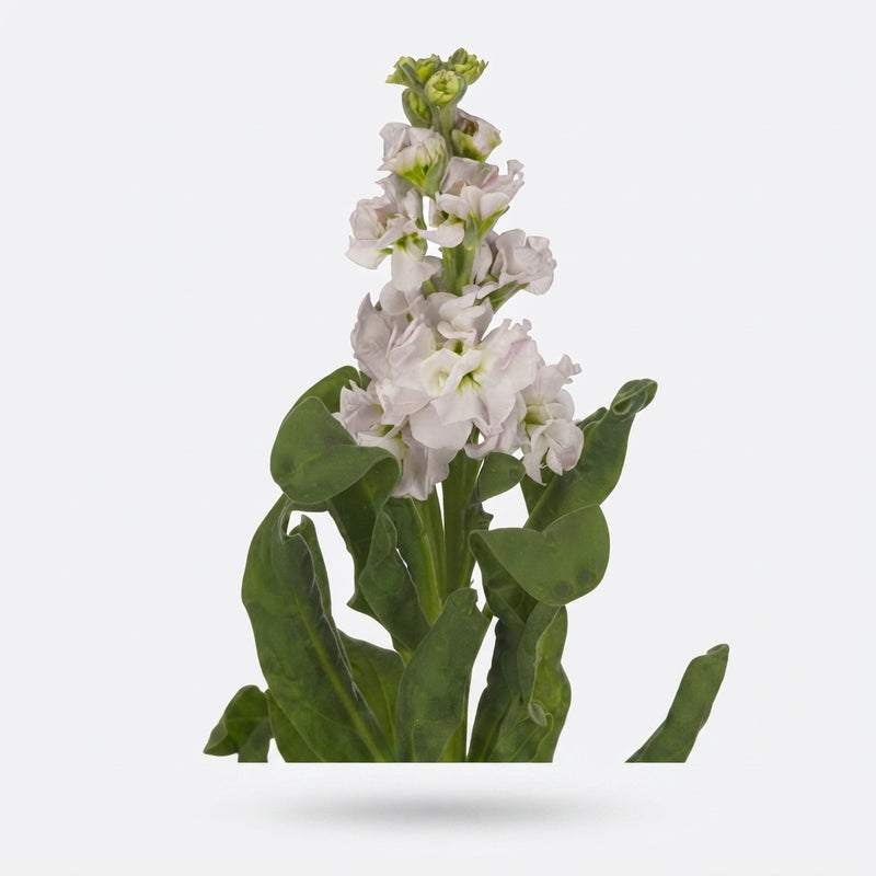 Stock - Matthiola incana - StoX Silver