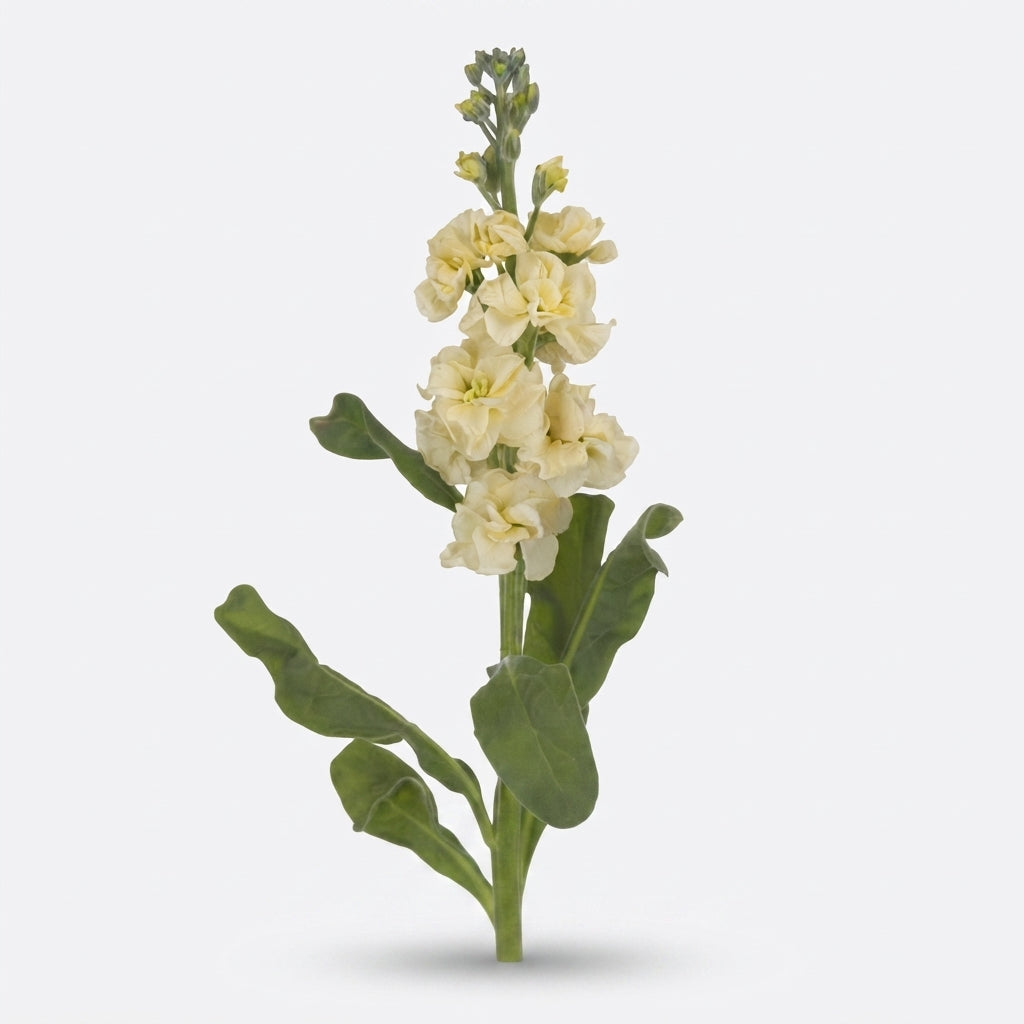 Stock - Matthiola incana - StoX Yellow