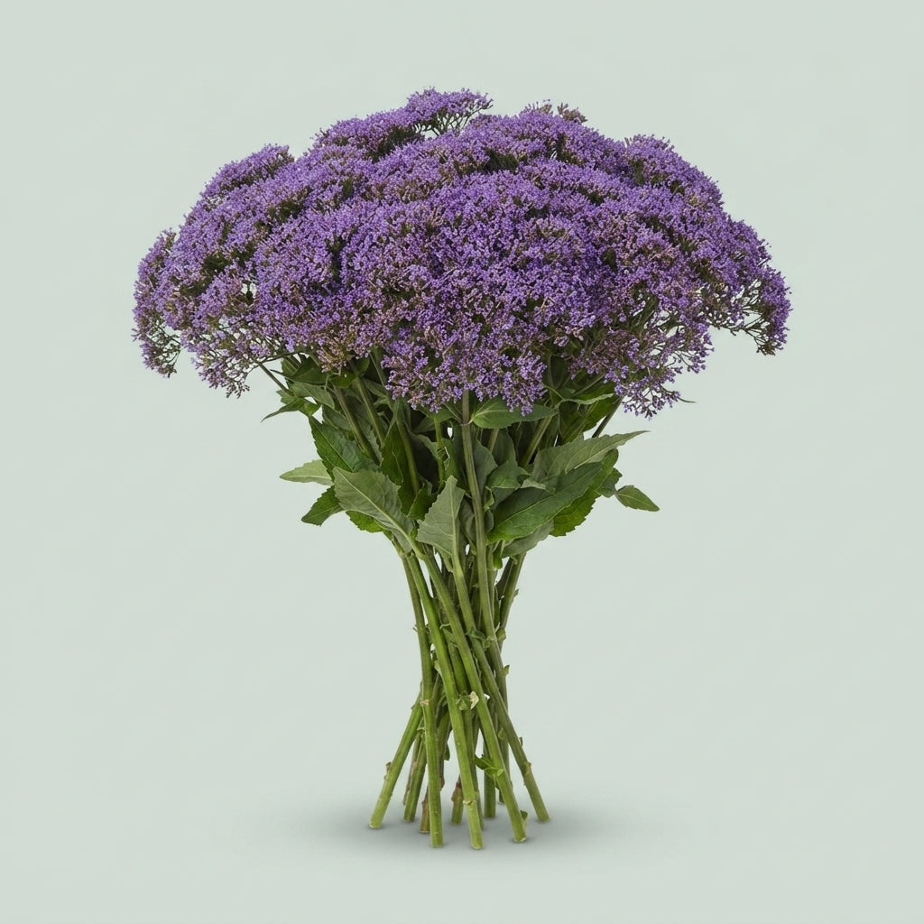 Trachelium - Trachelium caeruleum - Dawnlake