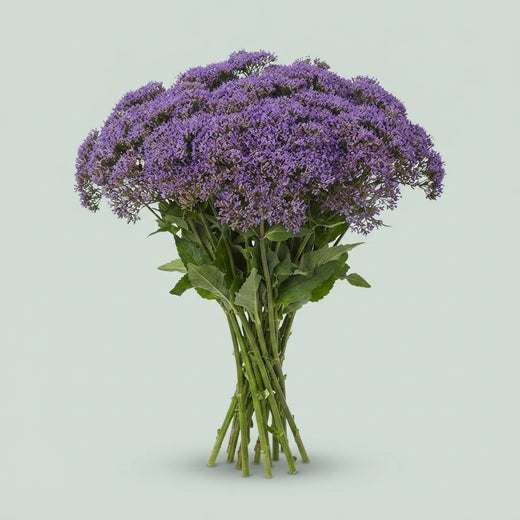 Trachelium - Trachelium caeruleum - Dawnlake