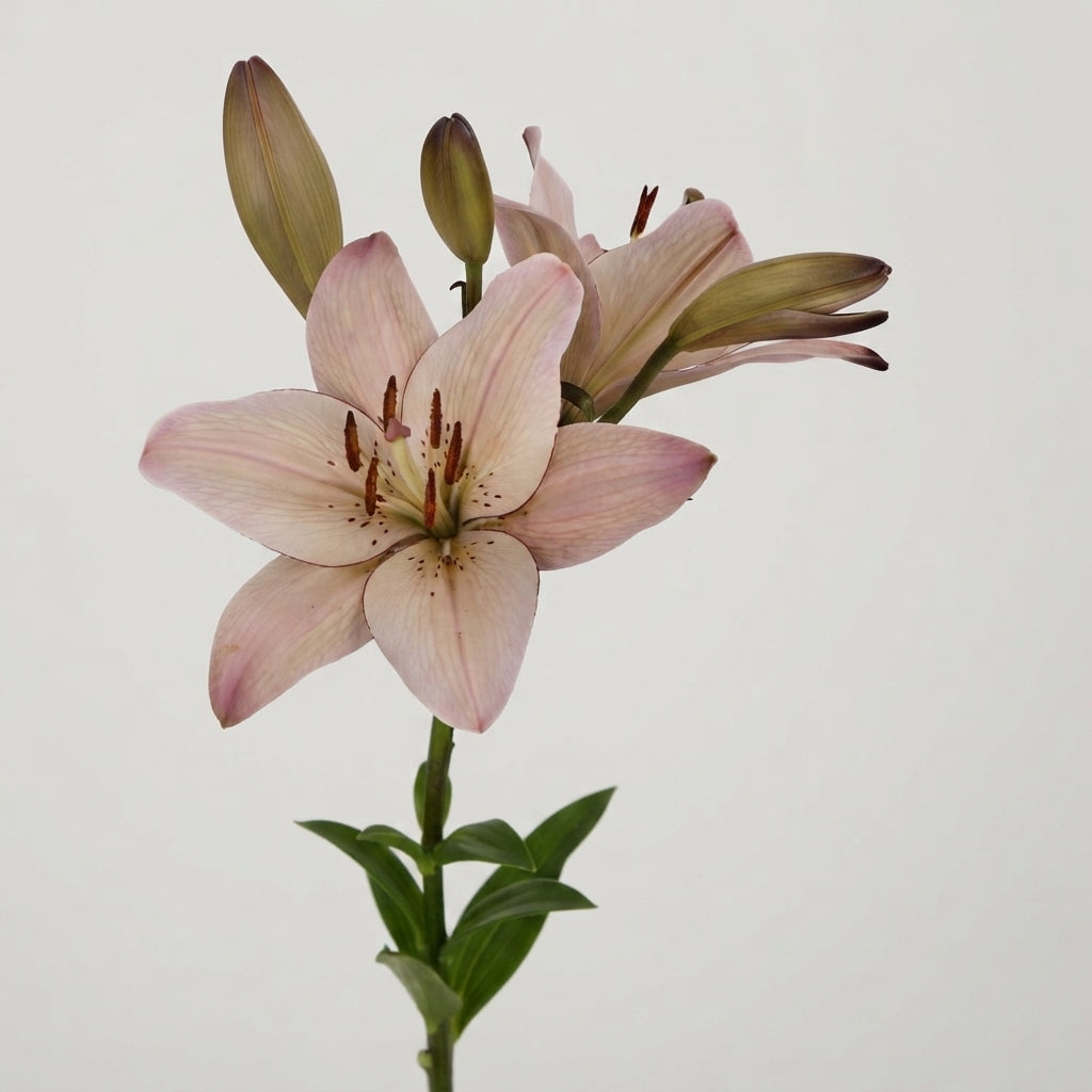 Lily - Lilium - Oriental Group