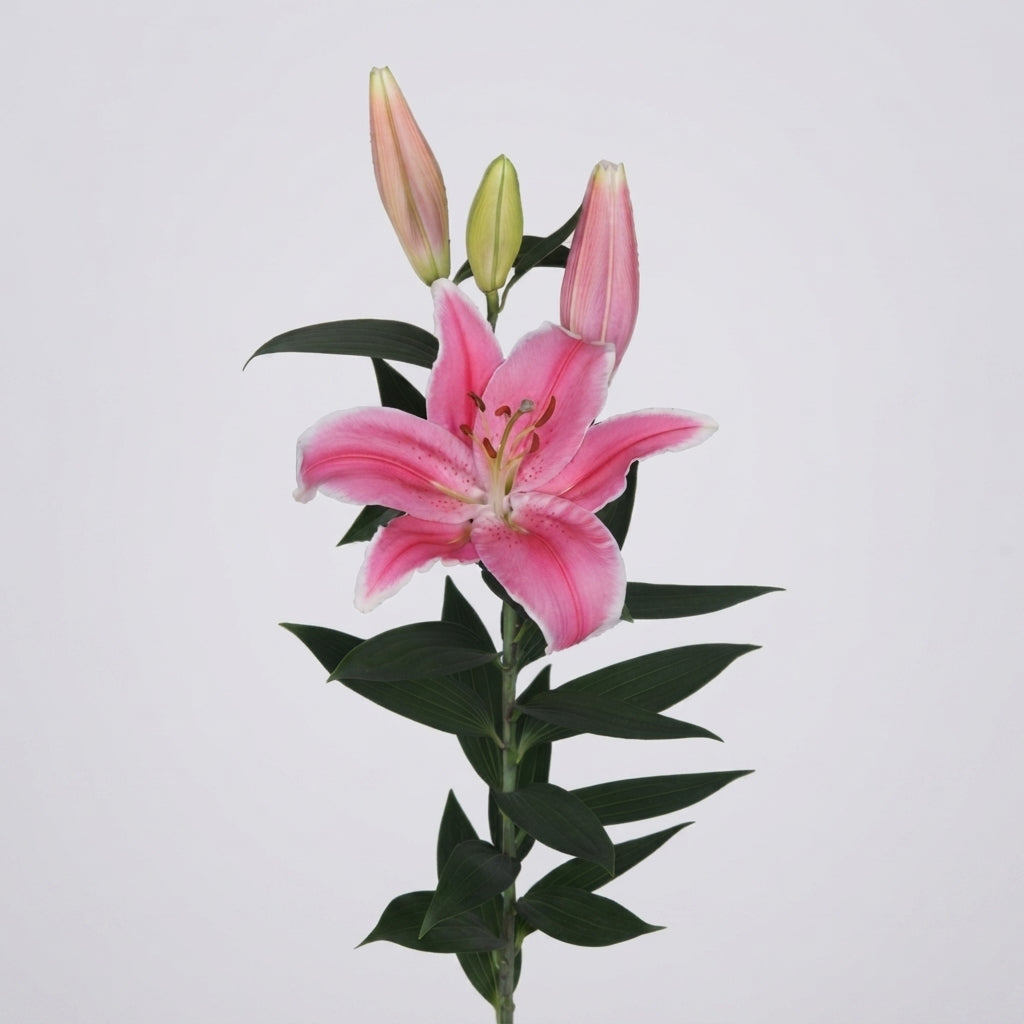 Lily - Lilium - Willeke Alberti