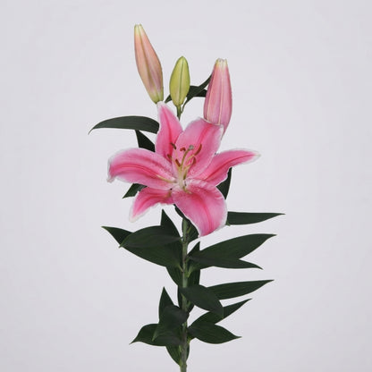 Lily - Lilium - Willeke Alberti