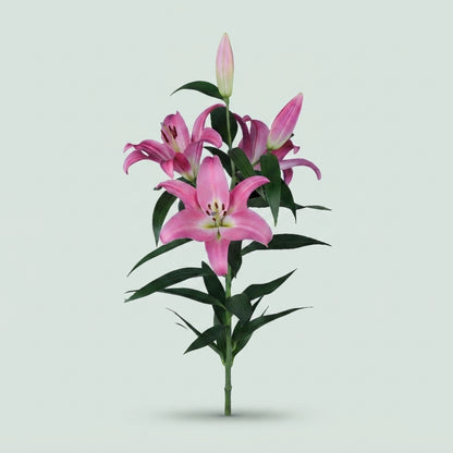 Pink Oriental Lily - Lilium - Calvados