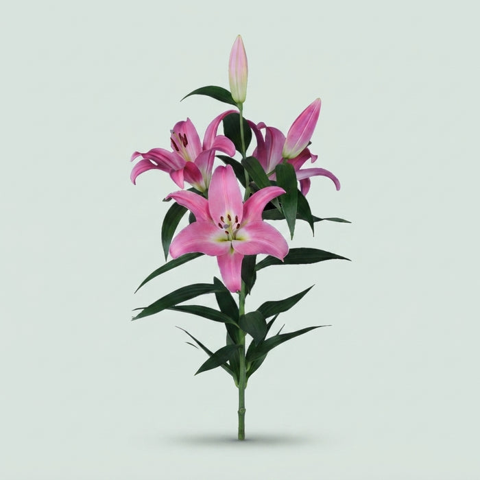 Pink Oriental Lily - Lilium - Calvados