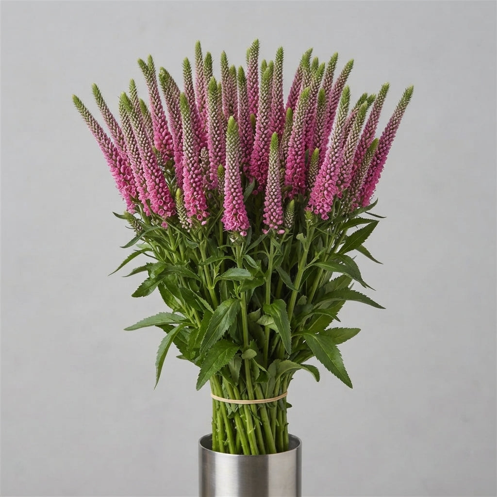 FeedSync:wholesale:540673f106e8cafd08529c4da3512d3ba8e8de04