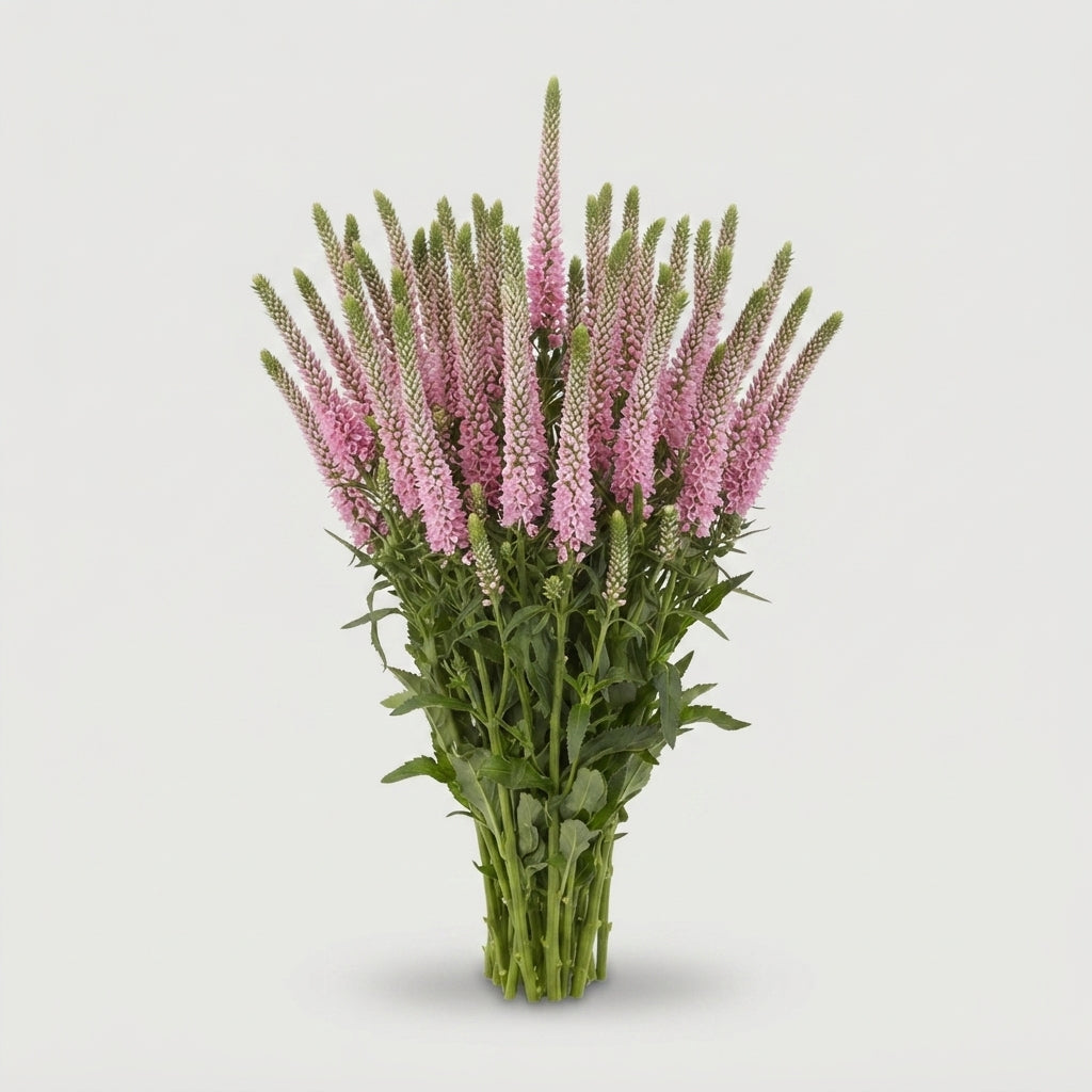 Veronica - Veronica - Allroswitha