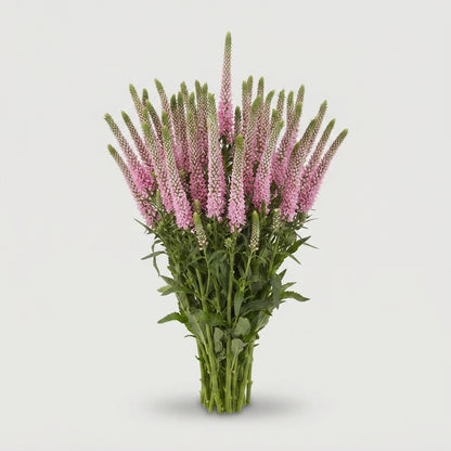 Veronica - Veronica - Allroswitha
