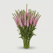 FeedSync:wholesale:731dbb61263af6da5e4845b033614bcc60deea72