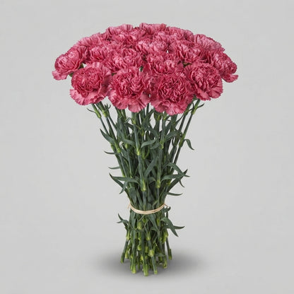 Carnation - Dianthus - Viper Wine
