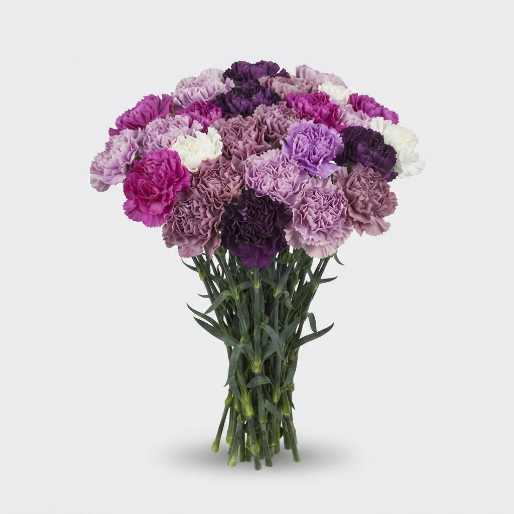 Carnation - Dianthus - Overig