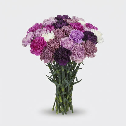 Carnation - Dianthus - Overig
