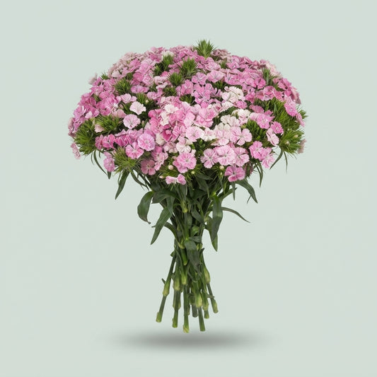 Sweet William - Dianthus barbatus - Amazon Rose Magic