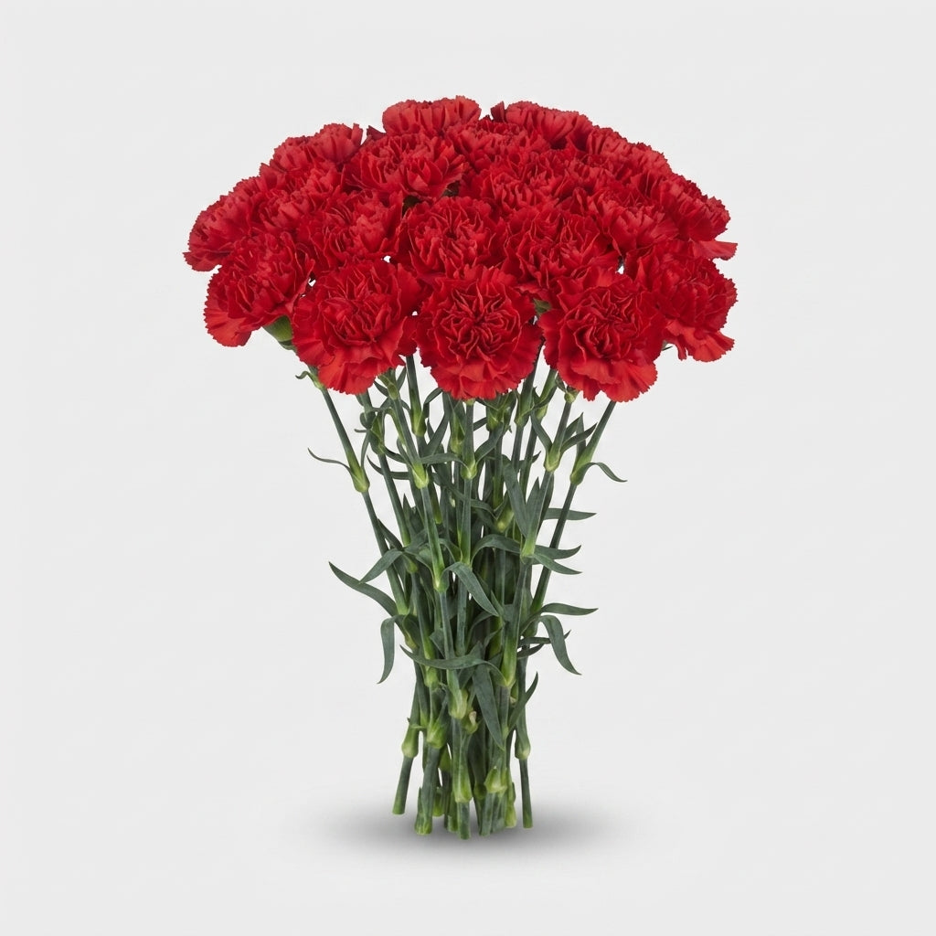 Carnation - Dianthus - Alhambra