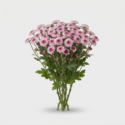 Santini Chrysanthemum - Chrysanthemum - Dektyolo Bico