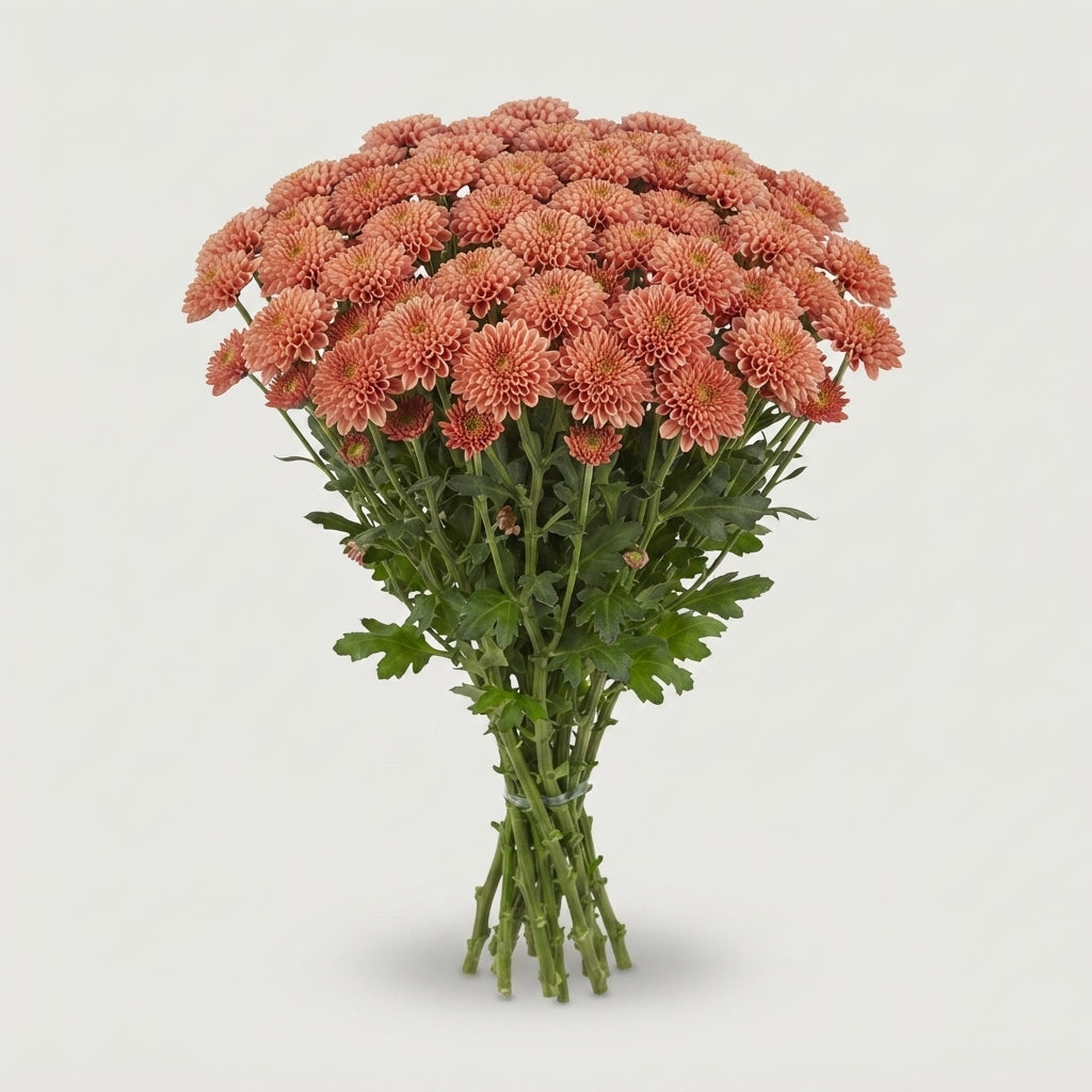 Santini Chrysanthemum - Chrysanthemum - Floellissal