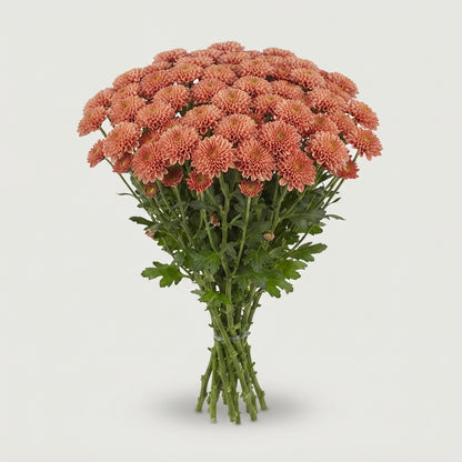 Santini Chrysanthemum - Chrysanthemum - Floellissal