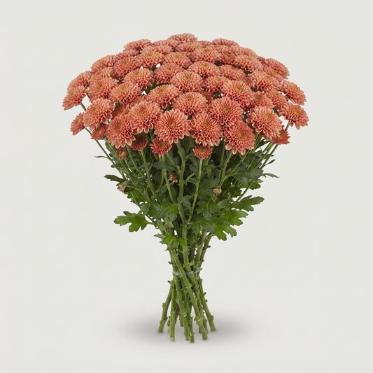 Santini Chrysanthemum - Chrysanthemum - Floellissal