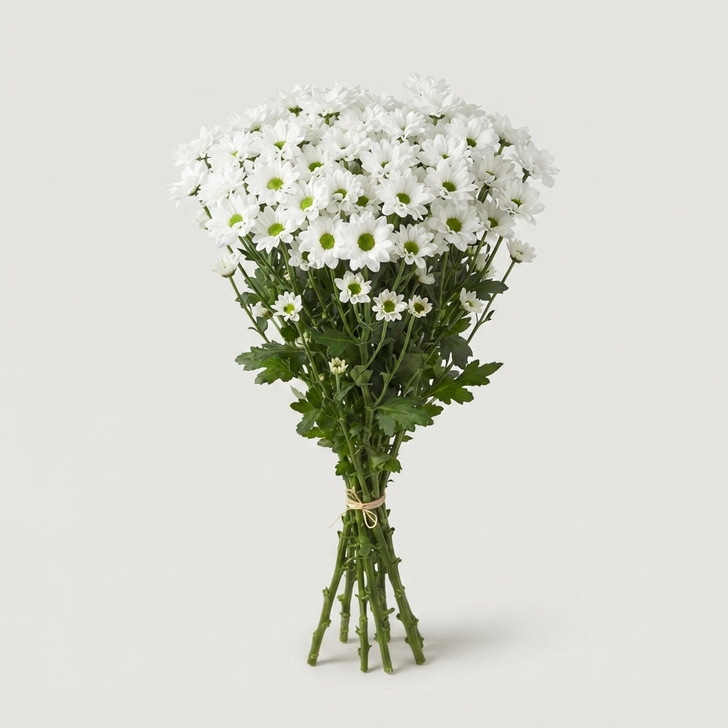 Chrysanthemum Santini Inzell