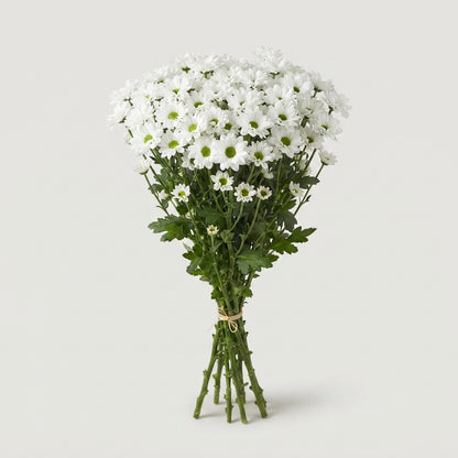 Chrysanthemum Santini Inzell