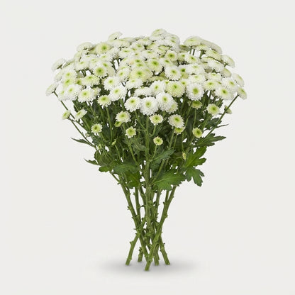 Santini Chrysanthemum - Chrysanthemum - Flomaveri
