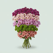 Spray Chrysanthemum - Chrysanthemum - Mixed Santini
