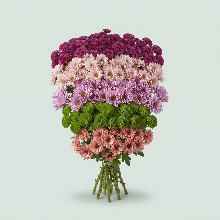 Spray Chrysanthemum - Chrysanthemum - Mixed Santini