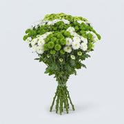 Santini Chrysanthemum - Chrysanthemum - Mixed