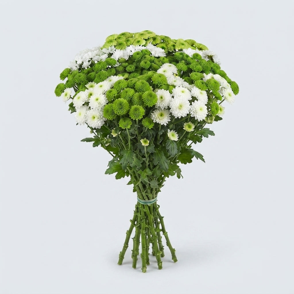 Santini Chrysanthemum - Chrysanthemum - Mixed