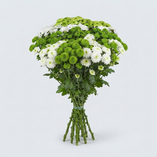 Santini Chrysanthemum - Chrysanthemum - Mixed